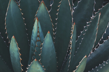 Wall Mural - Spiky Agave Plant In Dark Blue Green Tone Color Natural Abstract Pattern Background
