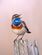 Leinwandbild Motiv Bluethroat bird close up ( Luscinia svecica )