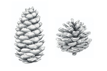 Botanical Handdrawn Illustration Of Pine Cone. Pine Cone On The White Background.
