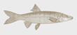 Northern pikeminnow ptychocheilus oregonensis, freshwater fish in side view