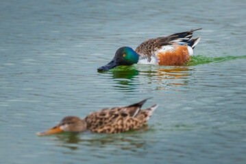 Wall Mural - a pair of northern shoveler ducks, feeding on the water surface