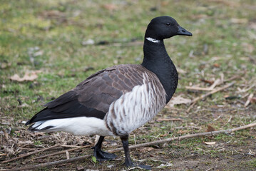 Wall Mural - a brant goose on the lawn