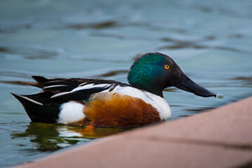 Wall Mural - a male northern shoveler duck at a pond by the edge