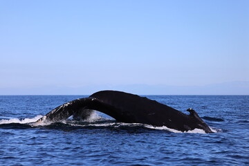 Sticker - whale in the ocean, humpback tail