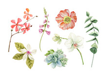 Botanical Set Of Watercolor Illustrations Of Tropical Flowers And Plants On A White Background. Hand Painted .