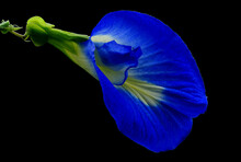 Blue Flower In Black Background. Butterfly Pea (Clitoria Ternatea) Used As A Food And Herbal Medicine.