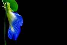 Blue Flower In Black Background. Butterfly Pea (Clitoria Ternatea) Used As A Food And Herbal Medicine.