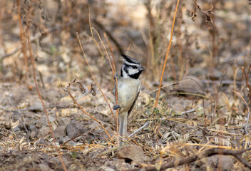 Wall Mural - A bridled titmouse perched on a grass blade. 