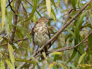 Wall Mural - A brown thrasher perched in a willow tree. 