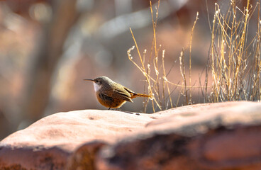 Wall Mural - a canyon wren standing on a rock