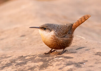 Wall Mural - a small canyon wren on a rock.