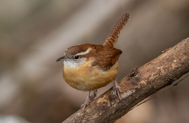 Wall Mural - A carolina wren perched on a tree limb. 