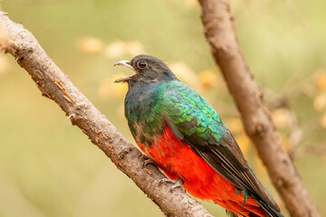 Wall Mural - an eared quetzal calling in the forest.