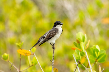 Wall Mural - an eastern kingbird perched on a stick.