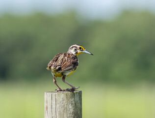 Wall Mural - A young juvenile eastern meadowlark perched on a wooden fence post. 