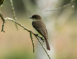 Wall Mural - An eastern phoebe perched on tree limb. 