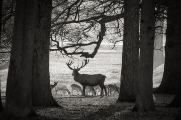 Wall Mural - Wild deer in the forest captured between trees 