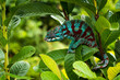 The colors, Chameleon
