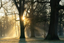 Wild Deer Captured Lying Down Behind A Tree At Sunrise. Woburn Park In England