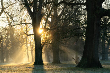 Wall Mural - Wild deer captured lying down behind a tree at sunrise. Woburn Park in England