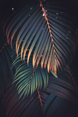 Wall Mural - green palm leaf pattern texture abstract background. copy space for graphic design tropical summer a
