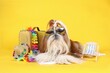 Funny Tourist Dog with old suitcase Hawaiian Colar on studio 
