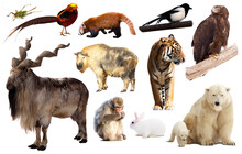 Collection Of Different Birds, Mammals And Reptiles From Asia Isolated On White Background