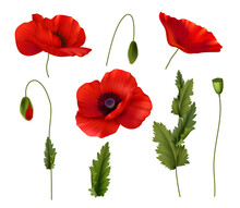 Red Bloom Poppies Flowers Realistic Set
