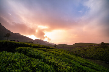 Munnar nature scenery, beautiful sunrise view over the tea plantation, Kerala nature landscape background