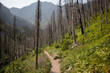 Mountain trail through a burnt forest, with new wildflowers growing