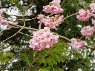 Wall Mural - Branch with Cherry Flowers close-up. Blossoming cherry tree. Cherry flowers.