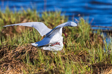 Poster - Pair of Black headed gulls mating on a beach