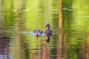 Wall Mural - Bird family swimming in a lake with newborn ducklings