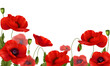 Red Poppies Flowers Realistic Composition