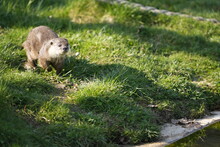 Otter On The Grass
