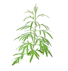  Artemisia vulgaris L, Sweet wormwood, Mugwort or artemisia annua branch green leaves on white background.