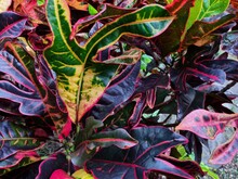 Green Croton Plants Combine With Other Colors