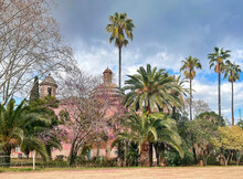 Beautiful Mixed Park With Jacaranda Tree With Purple Flower Blooms During Spring And Tall Palms In Barcelona, Spain