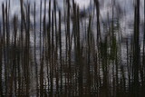 Fototapeta Sypialnia - まだ白い雪が残る早春の林が池の水面に映り込む