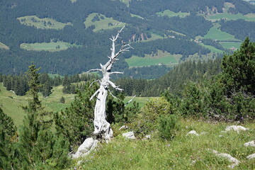 Poster - Toter Baum in den Appenzeller Alpen