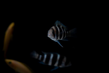 Wall Mural - Cichlid fish in the aquarium, amazing colors. selective focus. white and black background