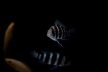 Canvas Print - Cichlid fish in the aquarium, amazing colors. selective focus. white and black background