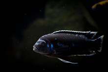 Cichlid Fish In The Aquarium, Amazing Colors. Selective Focus. White And Black Background