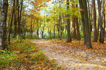 Wall Mural - Park in autumn with beautiful autumn foliage