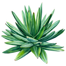 Succulent, Aloe Watercolor Illustration, Botanical Painting