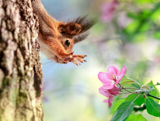 Wall Mural - cute squirrel sits on a tree in a sunny spring garden and stretches its paws to the pink apple bloss