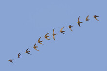 Photo Composition Of A Common Swift (Apus Apus) In Fly Over Clear Blue Sky Background