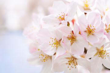 Canvas Print - 桜の花