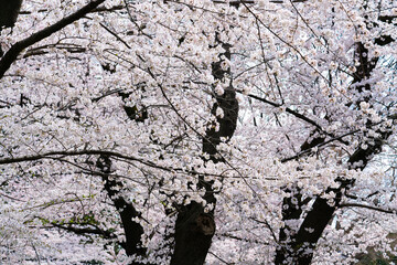 Canvas Print - 桜の花