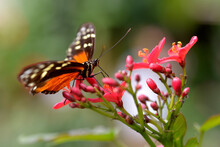 Tiger Longwing Butterfly (Heliconius Hecale) Feeding On Red Flower And Seen From Profile
